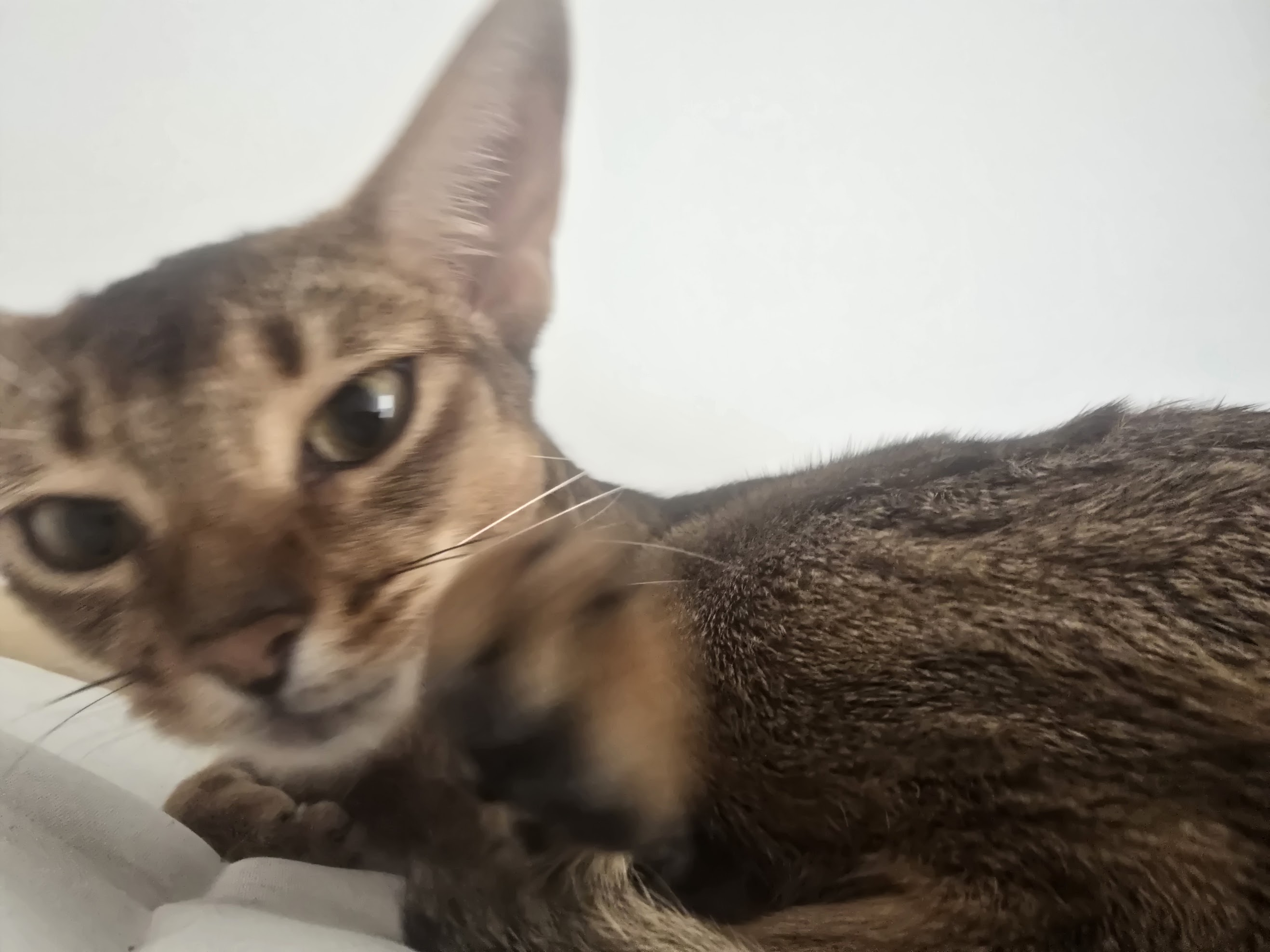 A curious cat leaning close to the camera