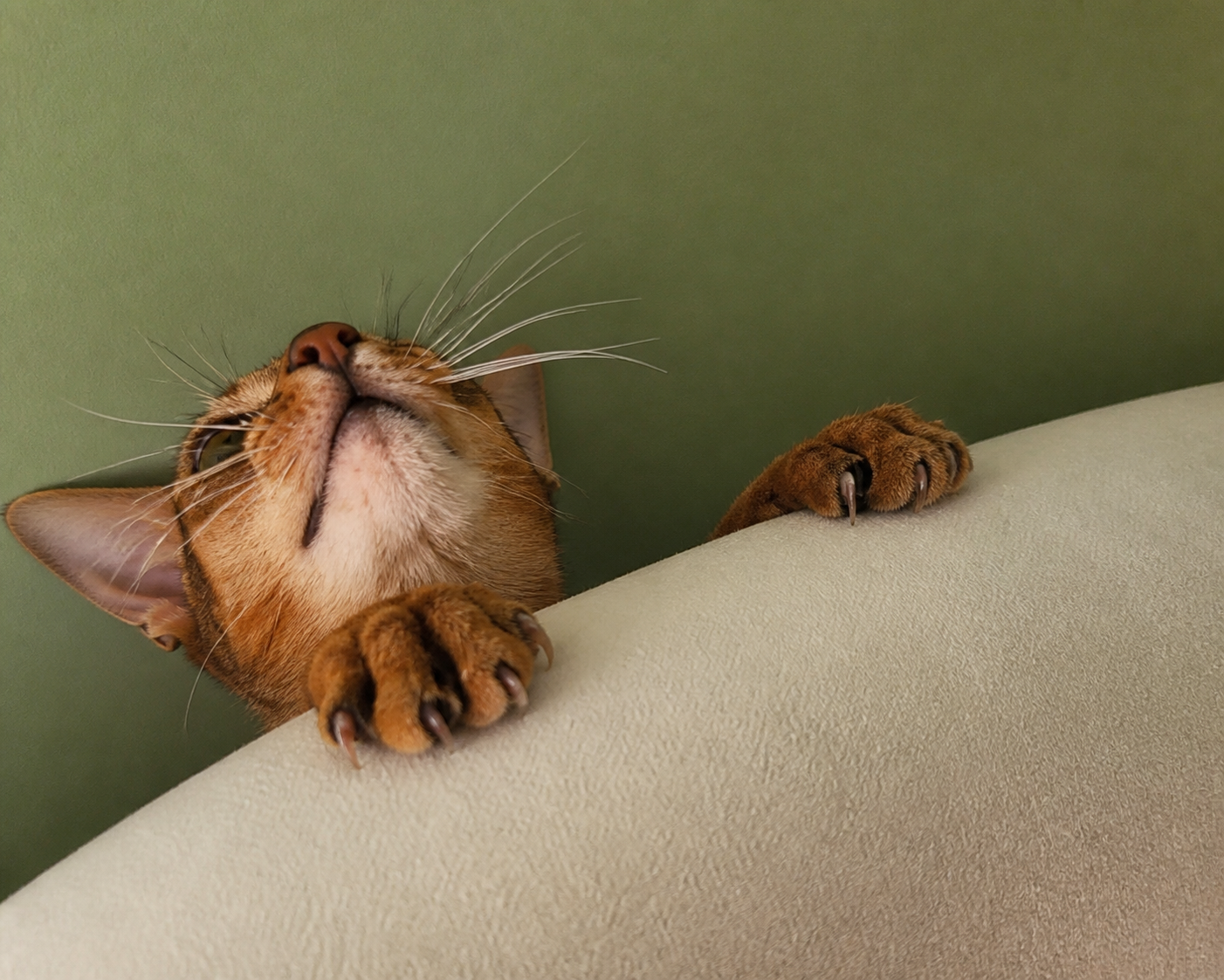 Mochi peeking over the sofa
